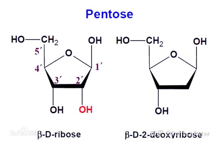pentose phosphate图片