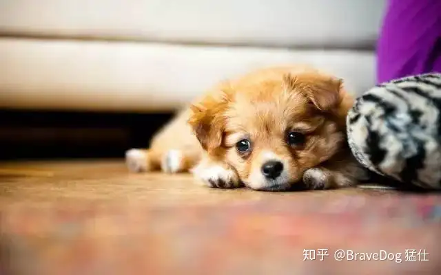 狗狗的肠胃炎和胃炎有什么区别 知乎
