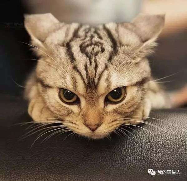 猫咪生气的时候都有什么表现 知乎