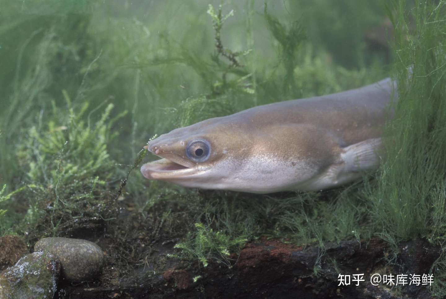 河鳗 海鳗 我们吃的鳗鱼饭到底是个什么鳗 鳗鱼私生饭们你们能分清吗 知乎