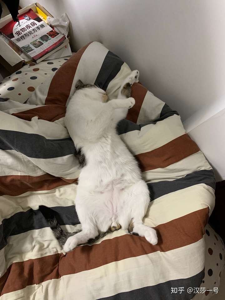 你家猫咪每晚是怎么睡的?