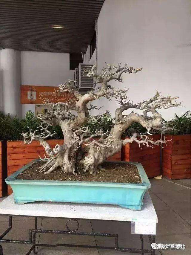 11大盆景树种 你最喜欢哪一种 知乎