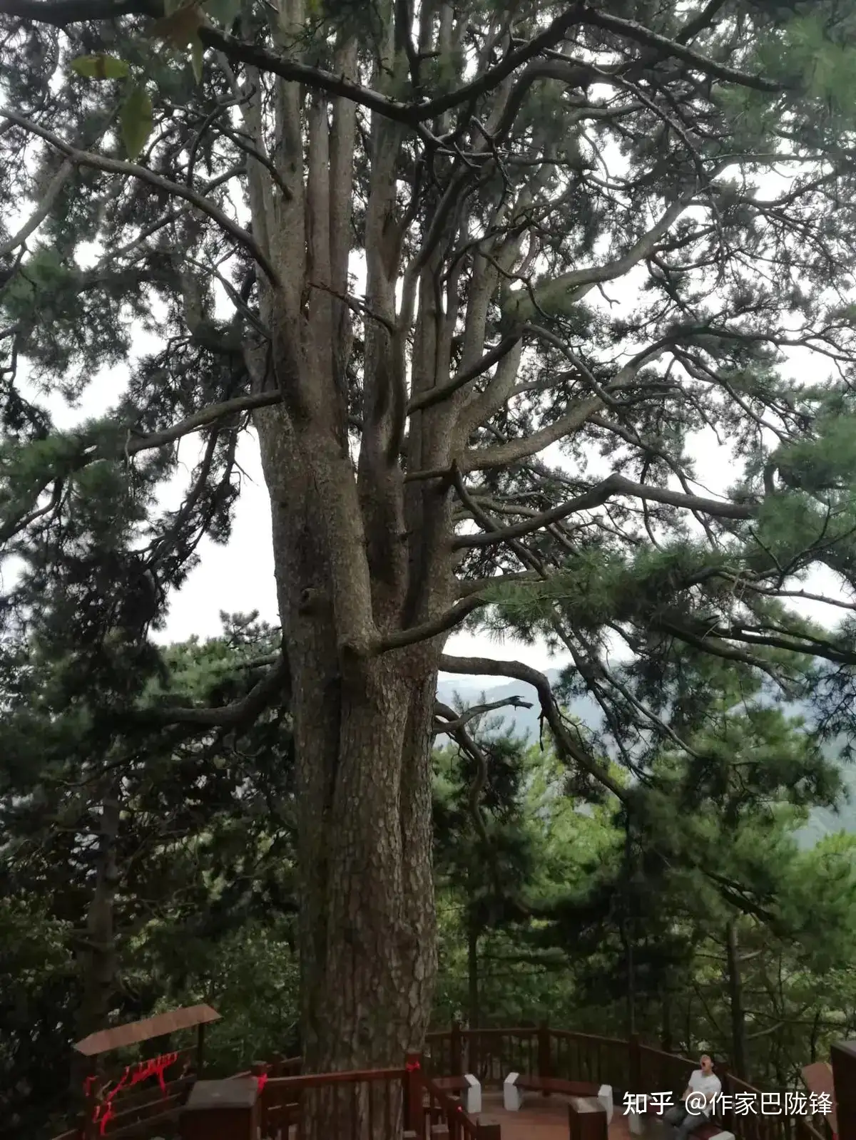 ☆オリーブ シプレッシーノ 樹高1.85m 8年生幹太☆ - 植物/観葉植物