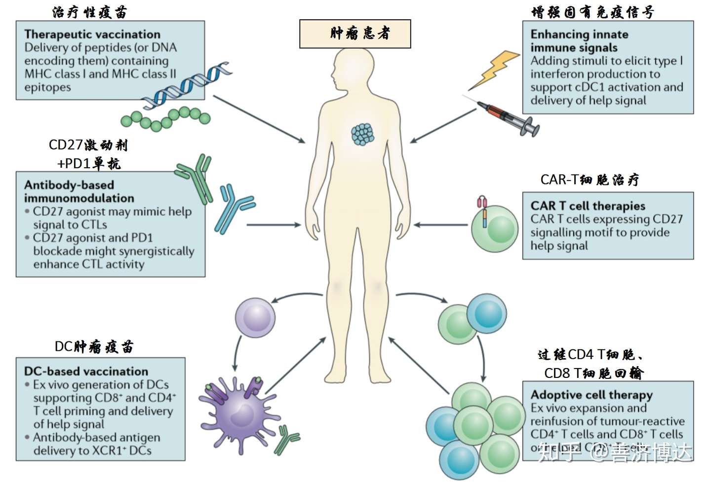 辅助性th1 Cd4 T细胞在肿瘤免疫治疗中的作用 知乎