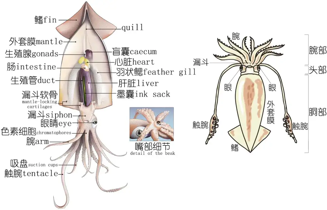 明了海鲜 乌贼 墨鱼 鱿鱼 章鱼都有什么不同 中 作者 Zam 知乎