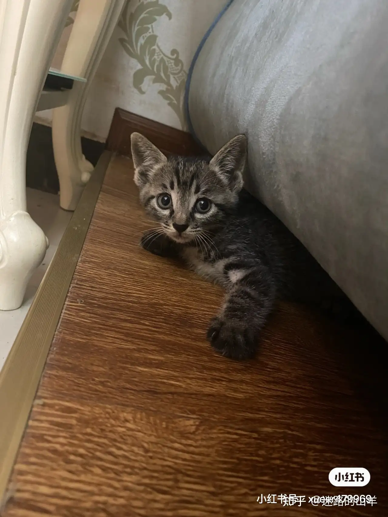 重庆领养小猫 知乎 重庆领养小猫 知乎