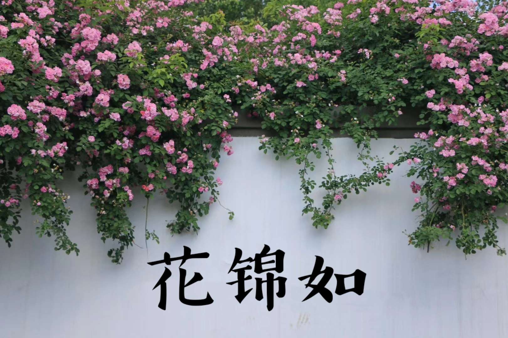 詩詞起名舉例之花姓寶寶起名花錦如