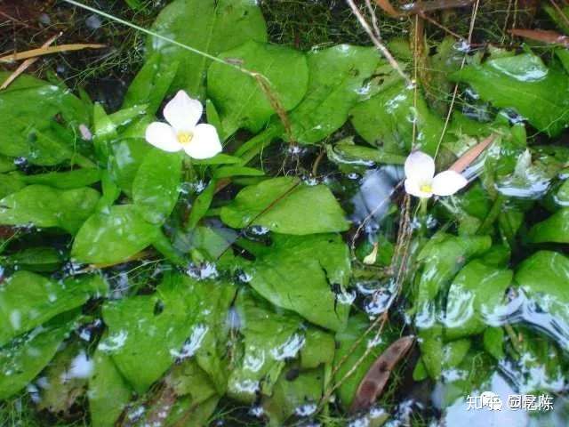 水生植物的认识 知乎