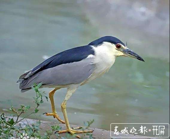 尖嘴大鸟飞进村民家中曲靖森警送它回家