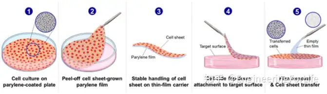 《AM》：界面细胞迁移诱导的新型细胞片搭建3D自由形状细胞体及