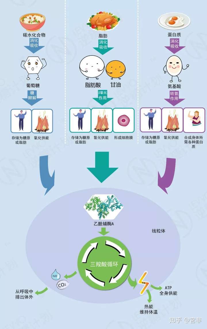 食物是如何轉換成能量的