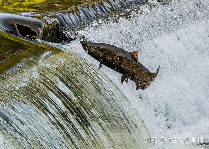 鲑鱼洄游画图片