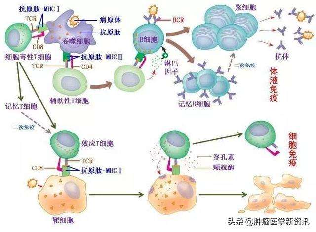确诊癌症不能开刀并不是 死讯 没有联合治疗有可能是噩耗 知乎
