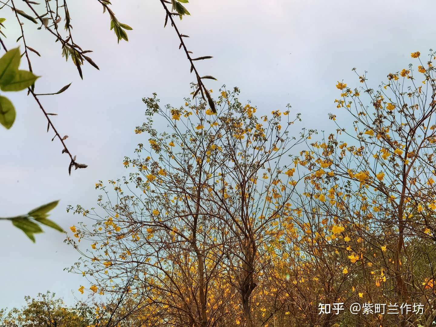 3月 雨中赏花花娇滴 知乎