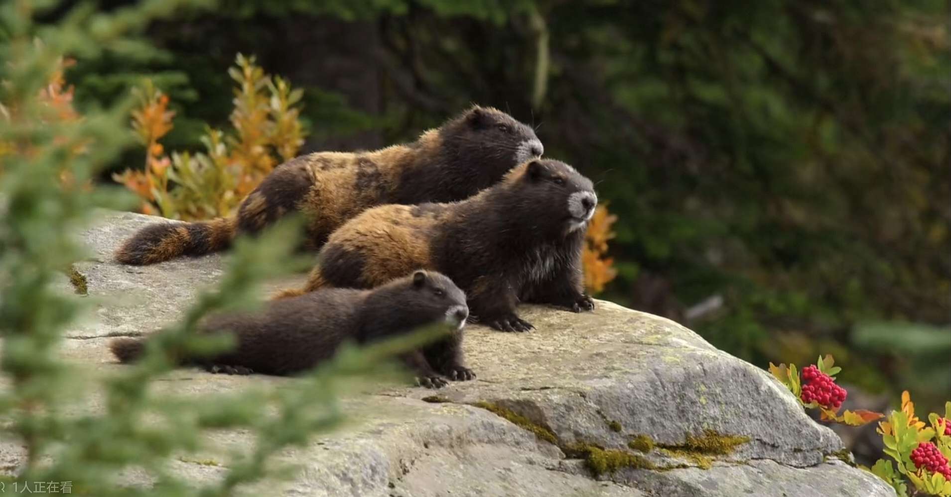 天高云淡 的想法: 【冷门小动物】 温哥华旱獭,土拨鼠的一… - 知乎
