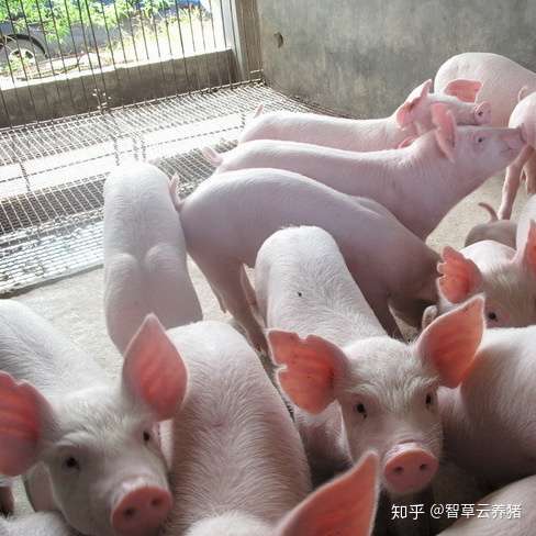 生猪出栏的最佳时期 又如何管理 知乎