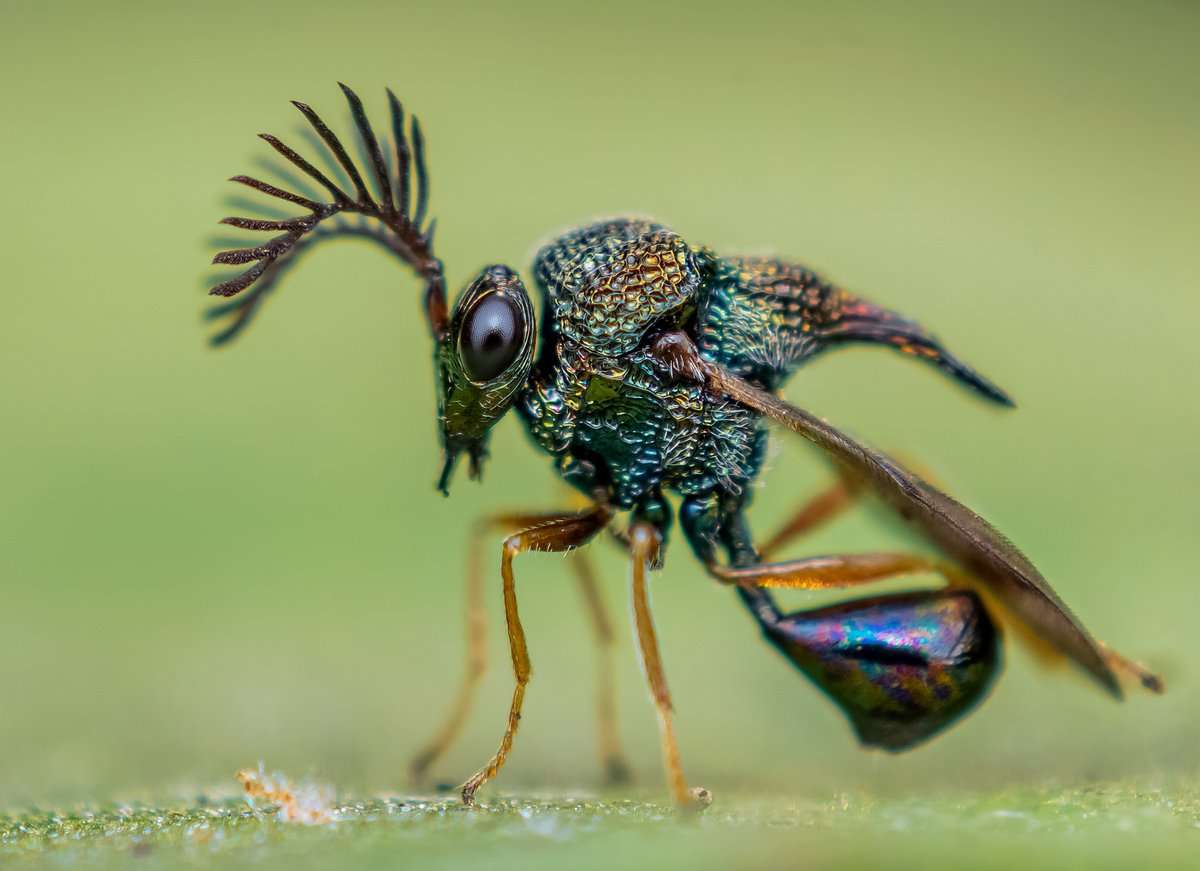 环形剧场现任负责人 的想法: 蚁小蜂科eucharitidae和圣餐eucharisti