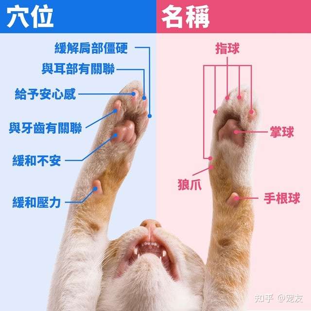 宠友 摸肉球 看体质 拆解猫咪肉球密码一摸便知主子健康 知乎