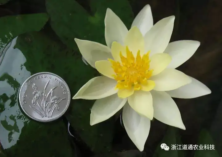 碗莲怎么种？只要割一刀，叶子爆盆开满花！(碗莲的种植方法及注意事项)
