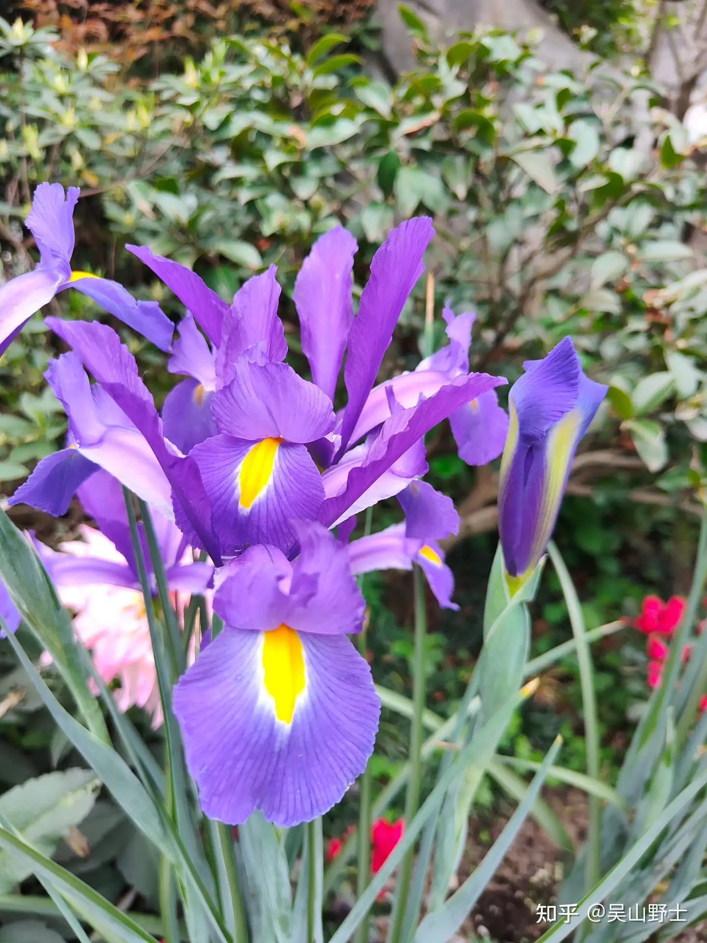 七绝 紫花鸢尾 平水韵 知乎