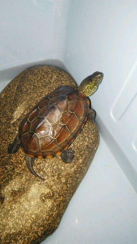 有什么便宜又好养的水龟?