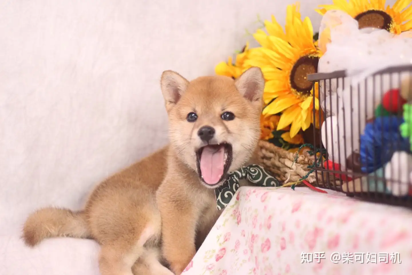 柴犬也有标准体型 你家柴犬达标了吗 知乎