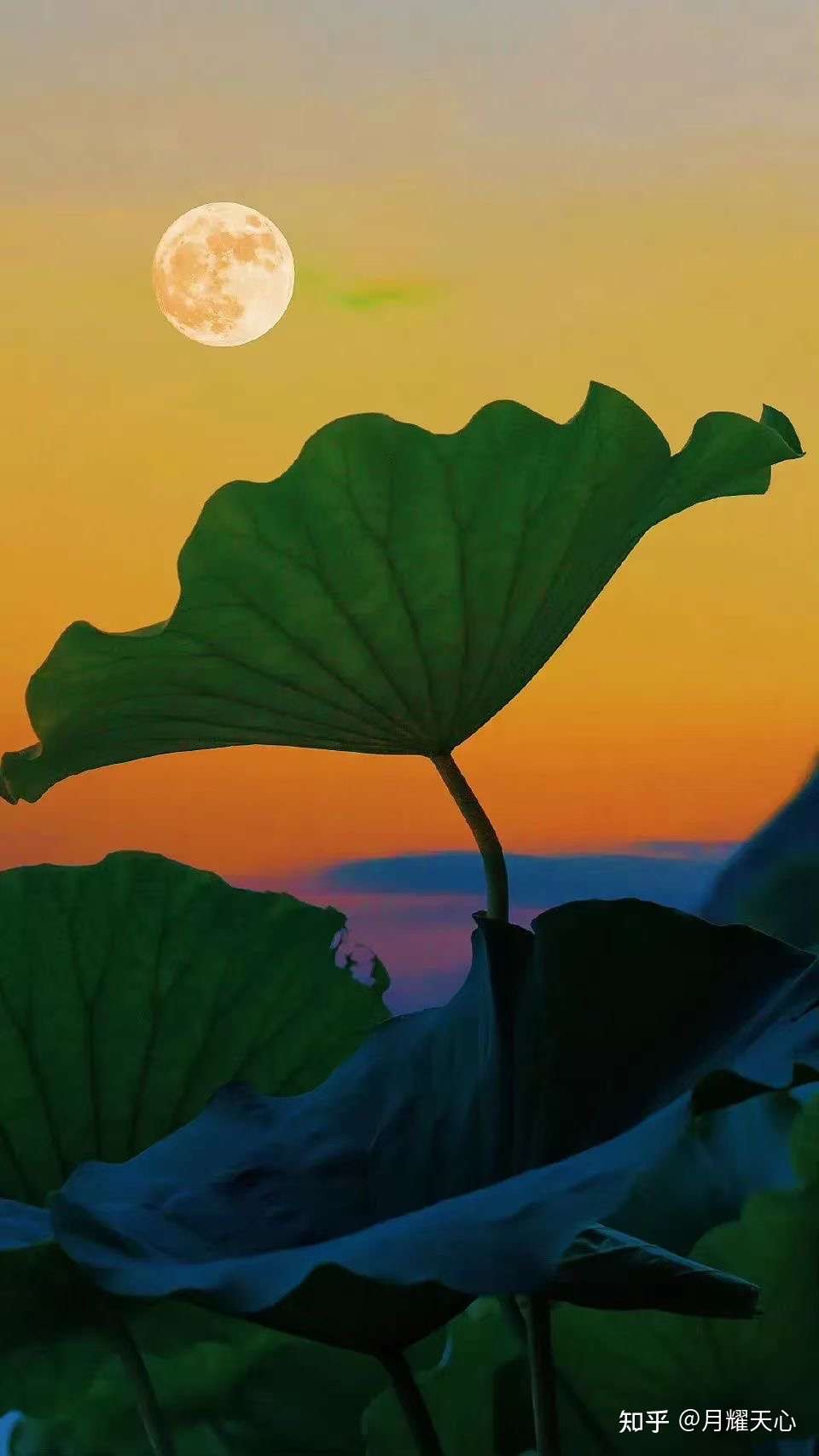 月耀天心 的想法: 关上读书灯,满身皆是月 - 知乎