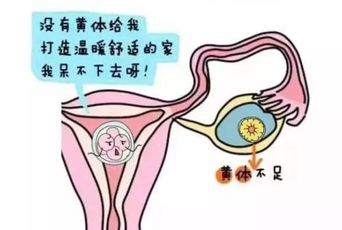 黄体功能不好,影响怀孕怎么办?插图 v2-685bb026b849236dadac0d21efc7806c_720w.png插图