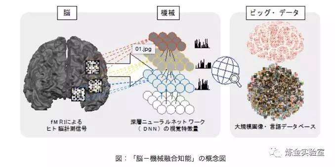 大学院研究动态 四 慶應 使免疫细胞 重返青春 知乎