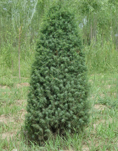 自然生长的松树为什么呈现塔状,具体解释下?