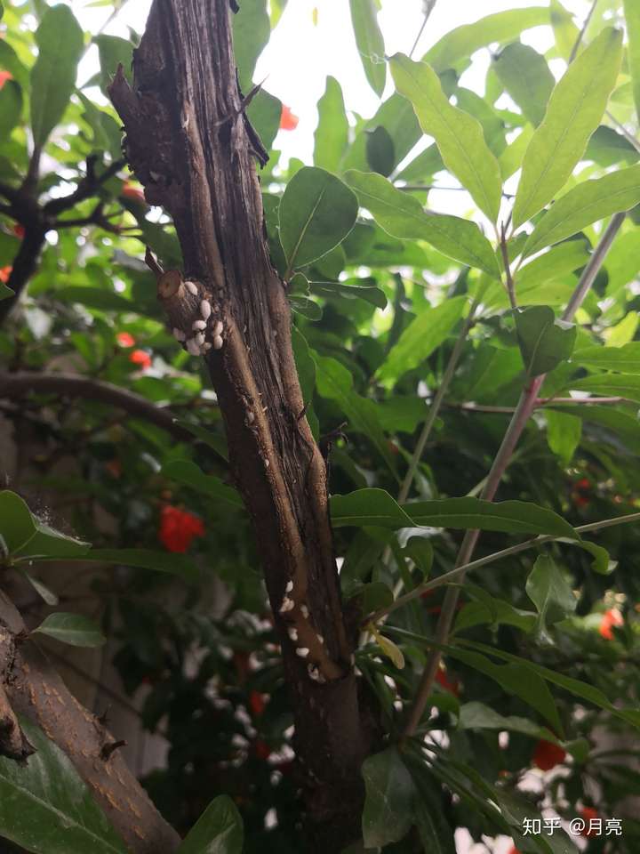 石榴树上生虫了,好多蚂蚁,请问怎么解决?