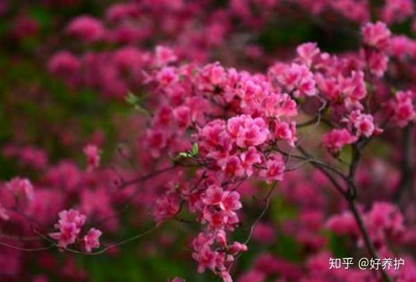 盘点10大最美的杜鹃花品种 知乎