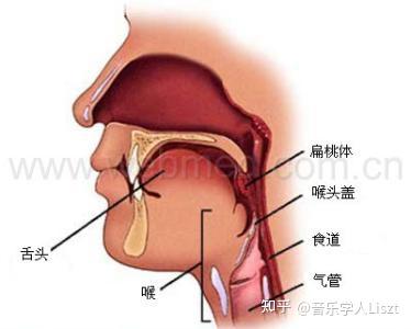 舌骨大角位置图图片