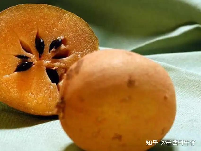 人心果（Chicozapote） - 墨华网 (图3)