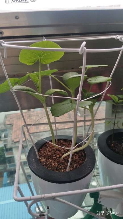 桌面森林 南瓜花盆栽 知乎