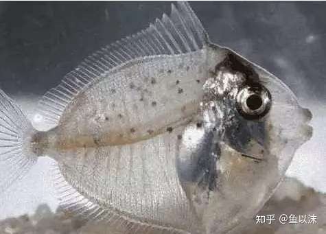 全身透明的鱼 是魔鬼 还是天使 知乎