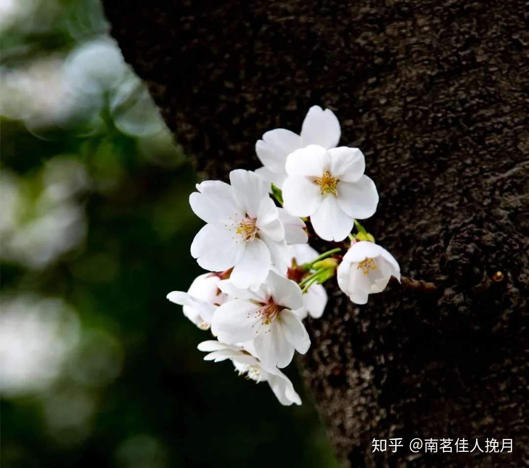 梨花落尽 徒留一缕暗香销魂 知乎