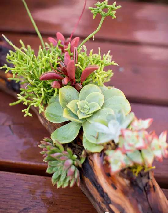 当木头遇到多肉 一次完美的邂逅 知乎 当木头遇到多肉 一次完美的邂逅 知乎