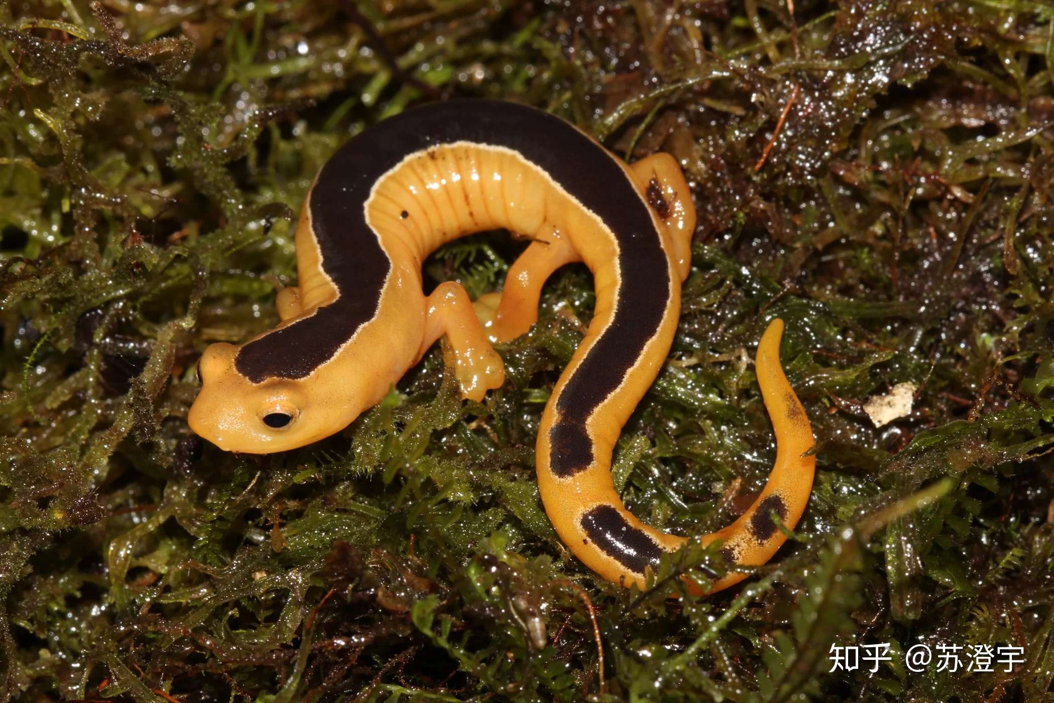 苏澄宇 的想法: #神奇动物在哪里# 杰克逊攀登蝾螈 (英文… - 知乎