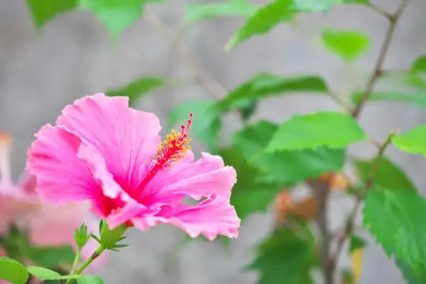 9月下旬诞生花 知乎