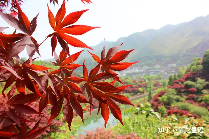 速看（寧波紅楓汽車服務(wù)有限公司）寧波紅楓林投資有限公司是上市的嗎，寧波紅楓欣賞地，大俞、北溪、唐田，紅楓絢爛，巧連神數(shù)，