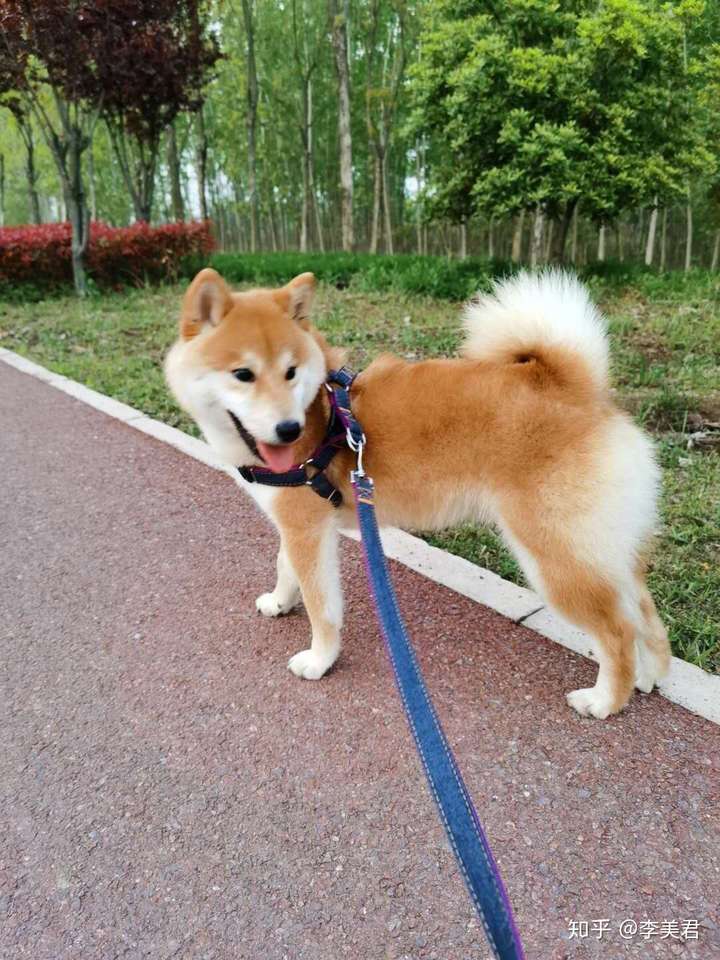 想養柴,有沒有推薦的柴犬犬舍?