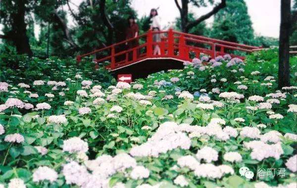 早晚移栽到梵家 夏日风物紫阳花 知乎