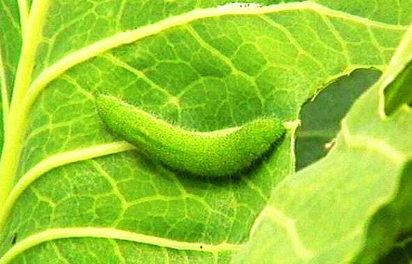 1,咀嚼式口器害虫… - 知乎