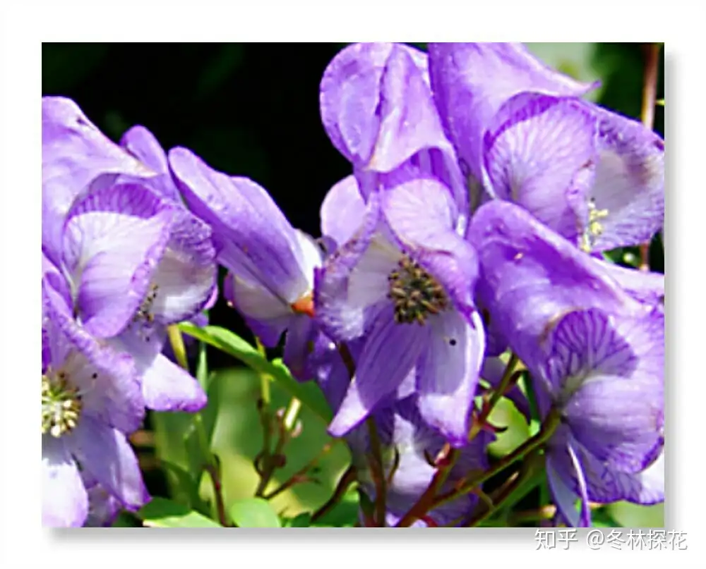 5月19日的生辰花 附子花 知乎