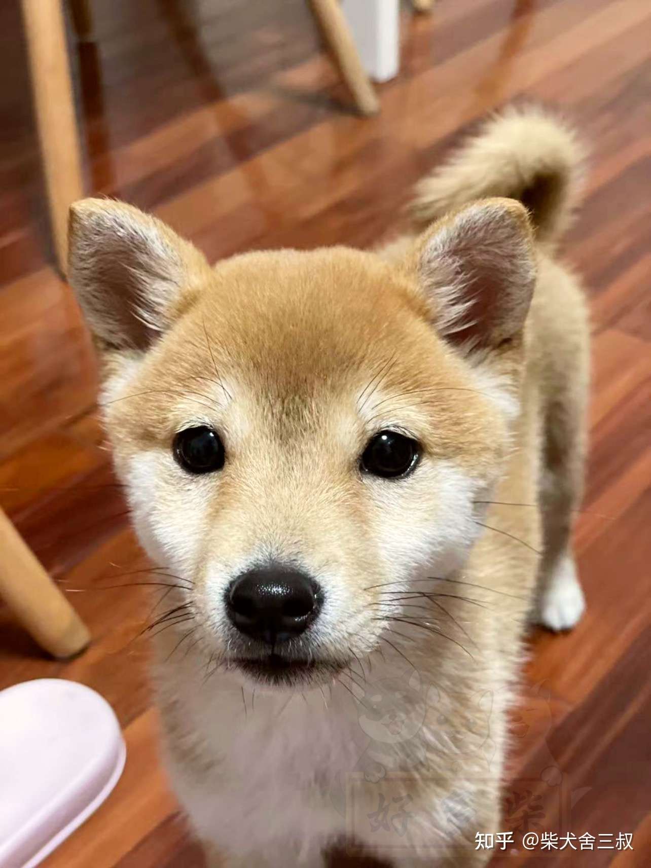 柴犬百科 柴犬什么时候尴尬期 该如何喂养 知乎