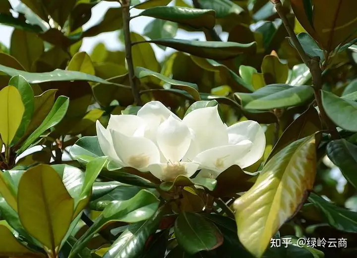 广玉兰的移栽及养护技巧