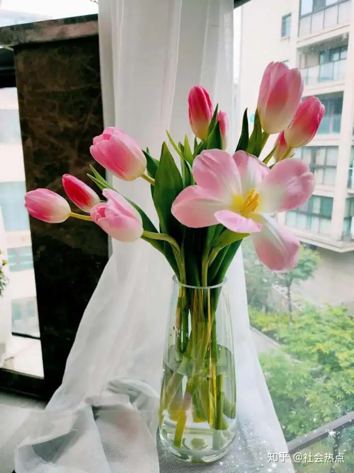 花加——郁金香的传说及各色花语