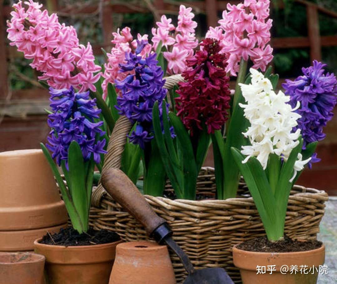 什么花好养 5种球根花卉 埋土里就活 开花更漂亮 知乎
