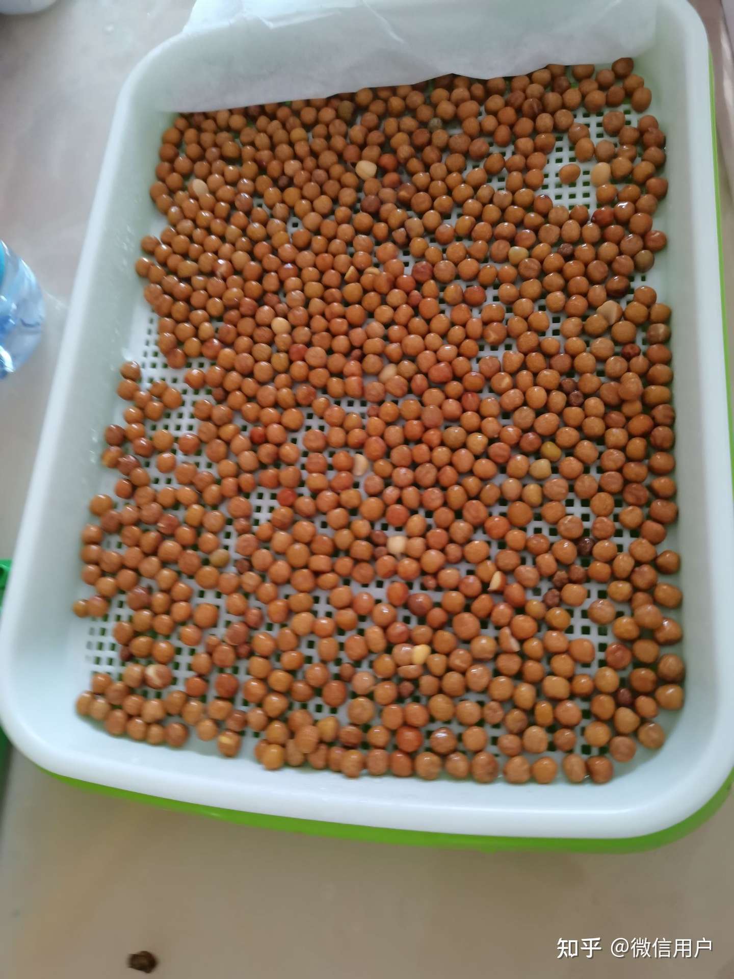 豆苗成长记 知乎